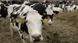 Новые ветеринарные правила борьбы с бруцеллезом