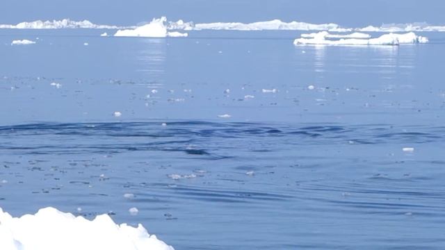 June 2017 - Greenland - Whale Watch (camera) 14 смотреть онлайн