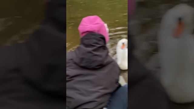 Утки Вайн часть 1 смотреть онлайн