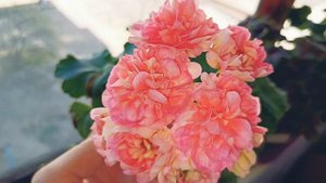 ⭐️Пеларгонія "ШИК Глорія"⭐️