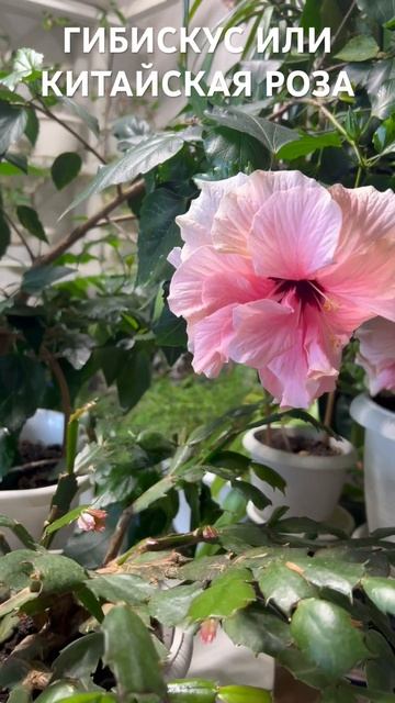 СТЕФАНОТИС ЗАЦВЕЛ | ГИБИСКУС ЦВЕТЕТ #стефанотис #гибискус смотреть онлайн