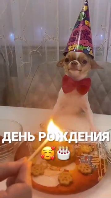 Милые Собачки :) #shorts #собачки #псы #песики #милые #тикток #животные смотреть онлайн