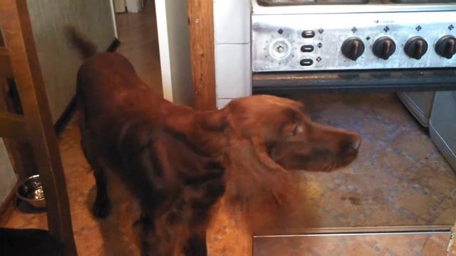 Испугалась тарелки смотреть онлайн