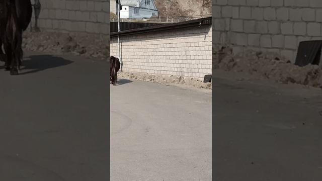 1000321956.mp4 НАЛЬЧИК.Санаторий ЦЕЛЕБНЫЕ ВОДЫ.март 2024