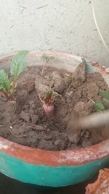 salad radish growing at home. #raddish #salad #containergardening #kitchengarden #shorts смотреть онлайн