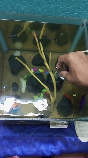 feeding bloodworm 🪱 my batta and guppy fish 🐠 aquarium 😍 #shortsfeed #fishlover #viral #aquarium смотреть онлайн