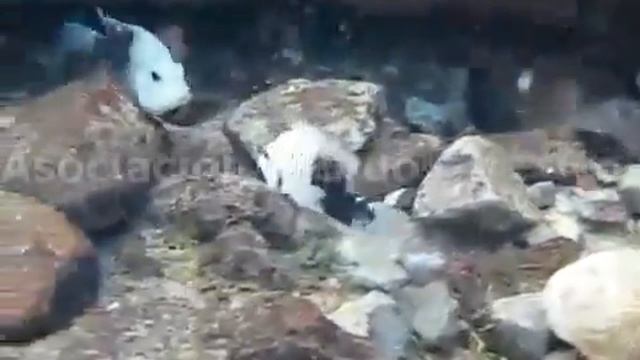 Herichthys cyanoguttatus con crias en la naturaleza смотреть онлайн