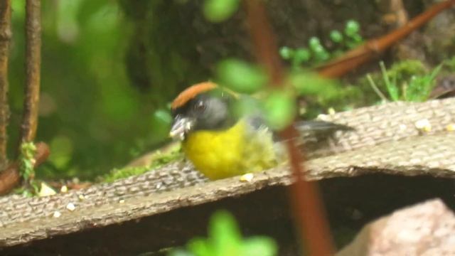 Perijá Brush-Finch, Atlapetes nigrifrons, Serranía del Perijá, Northern Colombia Birding Trail смотреть онлайн