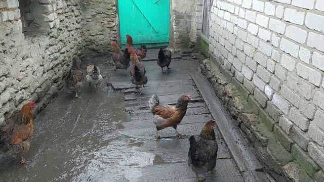 ДОМАШНИЕ СЫРЫ ОТ КОЗЫ БЕЛКИ смотреть онлайн