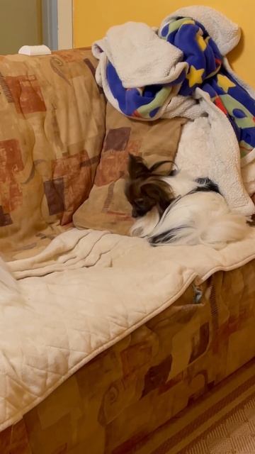 Орех и Миша #папийоны смотреть онлайн