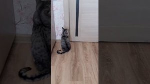 кот говорит- Мама.Mom says my cute cat Sema.