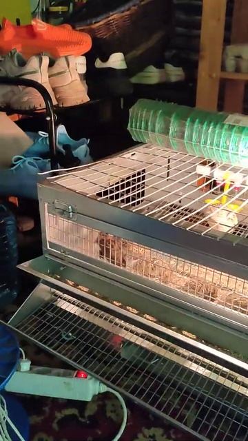 Новый дом для перепелов. Рад аки слон! 🐘 ☺ смотреть онлайн