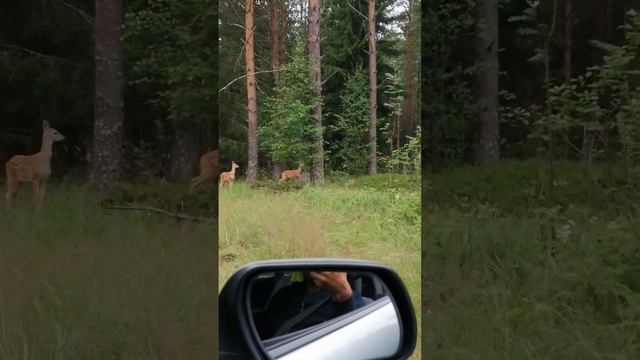 В лесу встретили Олениху с оленятами! deer.
