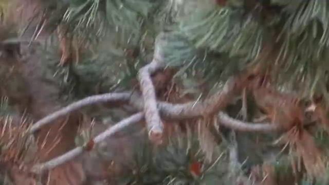 Resasti bor (Pinus aristata), Botanični vrt v Gradcu, Avstrija, 2018 смотреть онлайн