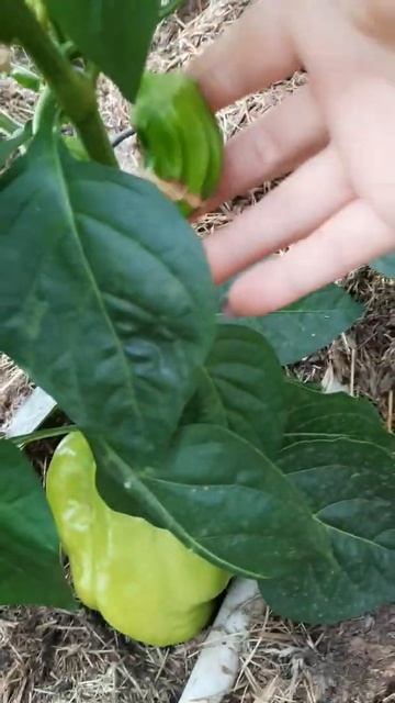 Результат урожайности болгарского перца из семян купленного магазинного перца! смотреть онлайн