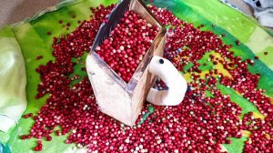 комбайн для брусники . #ягоды