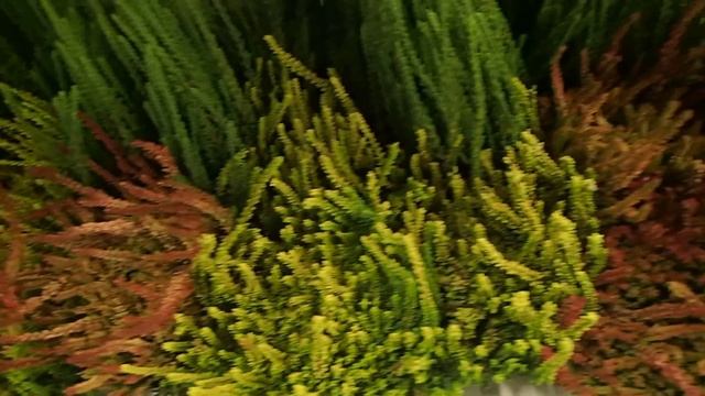 Calluna mix смотреть онлайн