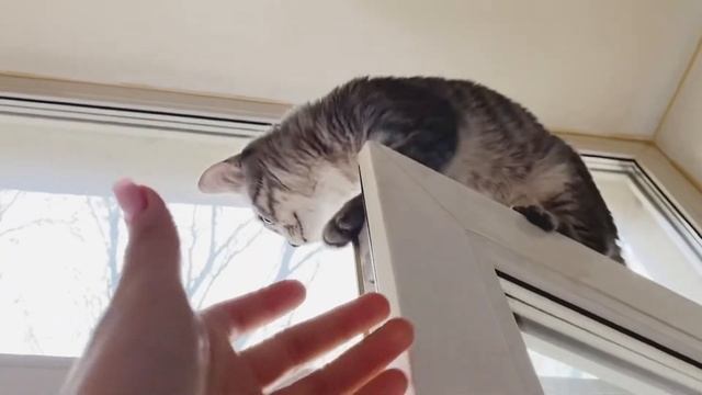 СПАСЕНИЕ КОТЁНКА 🐈 смотреть онлайн