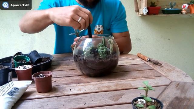 Terrário de Suculentas Passo a Passo смотреть онлайн