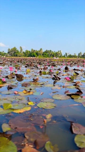 Malarickal Water lily #shorts #waterlily #kottayam #kumarakom #malarikkal #ambal #villagetourism смотреть онлайн