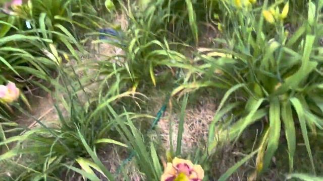 Lewis Daylily Garden 6-26-22 смотреть онлайн