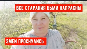 #4🌷17 апреля.Все было напрасно/Подключила капельные ленты/Змеи проснулись/Пирожки с щавелем/Покупки