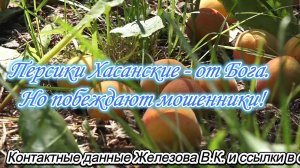 Персики Хасанские - от Бога. Но побеждают мошенники!