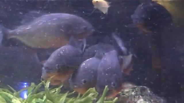 Giuseppe e i suoi piranha!!!!!!!!!!!!!!!!!!! смотреть онлайн