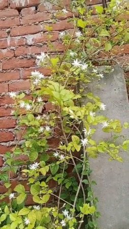 #shorts #beautiful #flower #jasmine #nature #subscribe #like #share #music #song #trending #viral