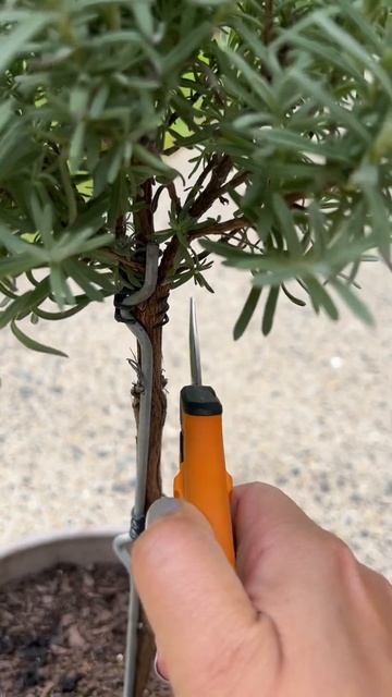 PRUNING LAVENDER PLANT TO MAKE A TREE/ TOPIARY #lavender #mothersdaygift #gardening #garden #herbs смотреть онлайн