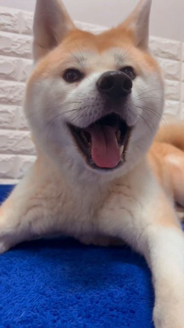 #олаф #собака #акитаину #корея #любовь #akitainu #животные #топ #собаки #love #pets #касуми смотреть онлайн