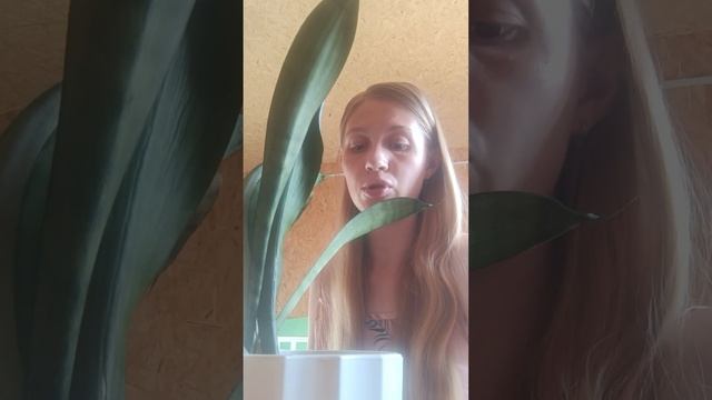 пересадка комнатных растений смотреть онлайн