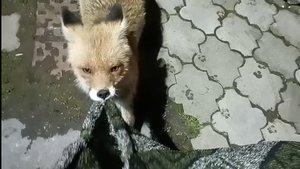 (994) Лиса приходит в гости. Апрель 2025