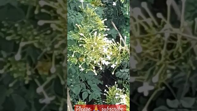 Blossoming Beauty: Roses, Mara Malli, and Lilies Flourish in Our Garden | My Pets My Garden смотреть онлайн