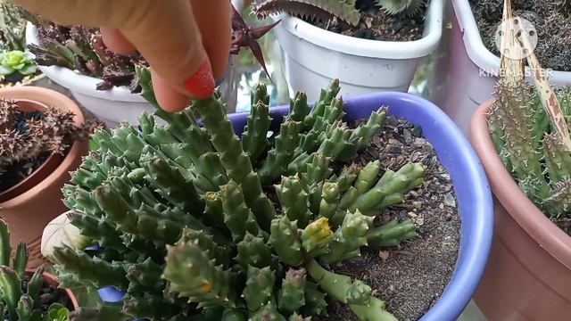 como cuidar das huernia estapelia orbia смотреть онлайн