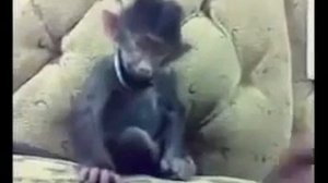 Обезьяна смеется