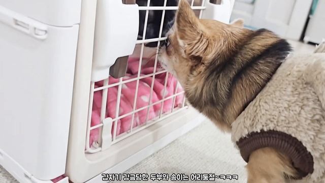 좋아하는 강아지 고양이이동장 접히는 릿첼 켄넬 #강아지와고양이 #강아지브이로그 #고양이브이로그 смотреть онлайн