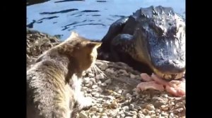Кот атакует крокодила. Cat attacks a crocodile.  貓的攻擊鱷魚。