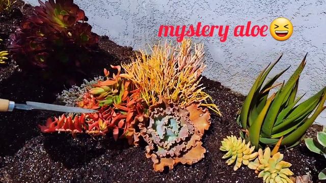 125 GALLONS  SUCCULENT INSTALLATION