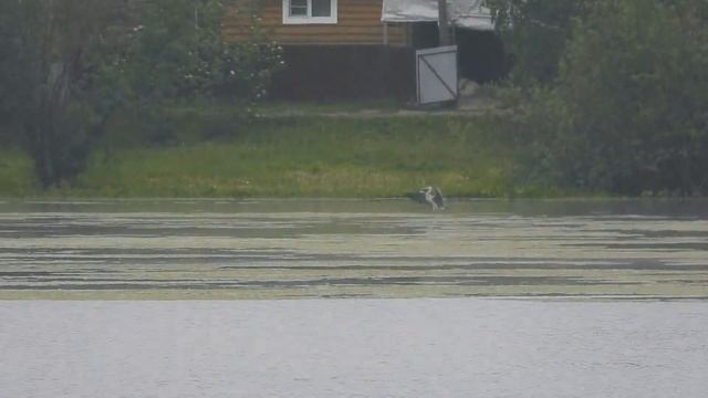 №5248 05 06 2024 Утро на озере после дождя смотреть онлайн