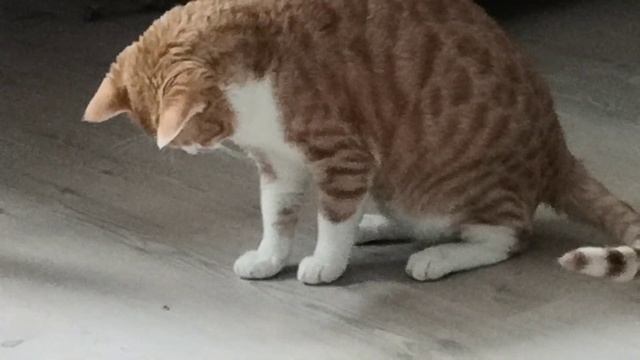 Андрюша и паук смотреть онлайн