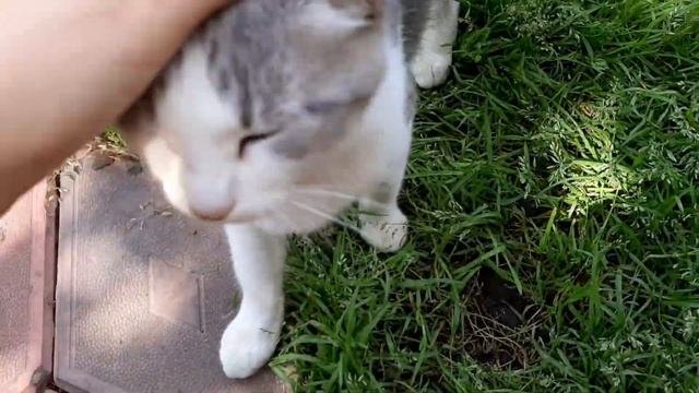 [ Мои питомцы ] Или просто не знаю как назвать видео😹😊❤ смотреть онлайн