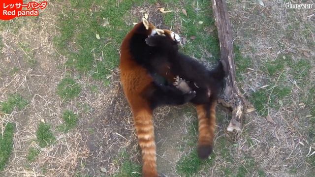 -追悼- レッサーパンダ「ジャスミン」ありがとう Red panda “Jasmine” Kyoto City Zoo