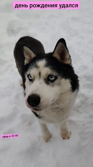 день рождения #хаски Зохана удался #собаки #животные смотреть онлайн