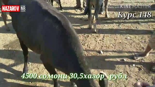 Молбозор Н.Фархор Шанбебозор 13 июн 2020