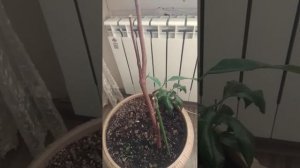 Выращивание джекфрута, экзотики на подоконнике