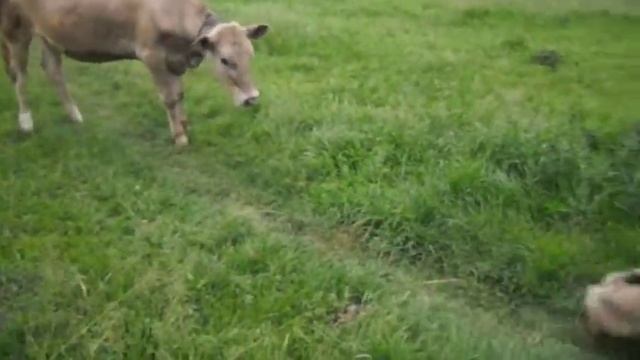 Безумный Джери 2014 смотреть онлайн