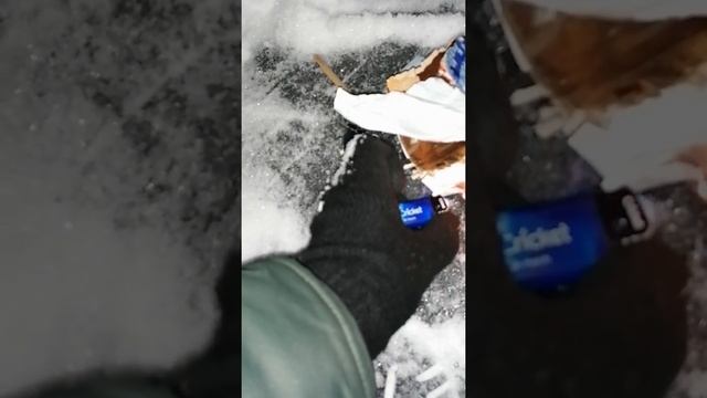 СТРАННЫЕ ЗВУКИ В ЛЕСУ. ВЫЖИВАНИЕ. смотреть онлайн