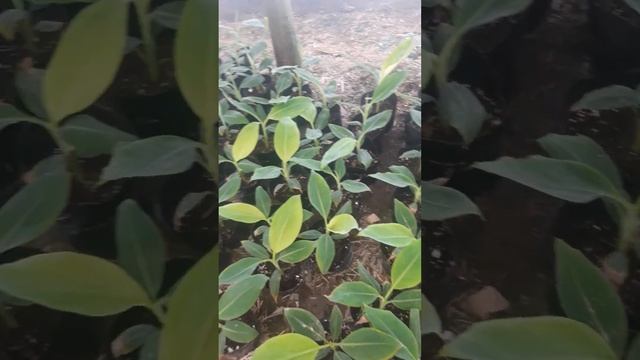 Банан кучати сотувда карликовый кавендиш тувкда хасил берадиган сорти 994498285 смотреть онлайн