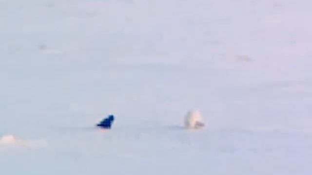 Ворон у песца отобрал пищу смотреть онлайн